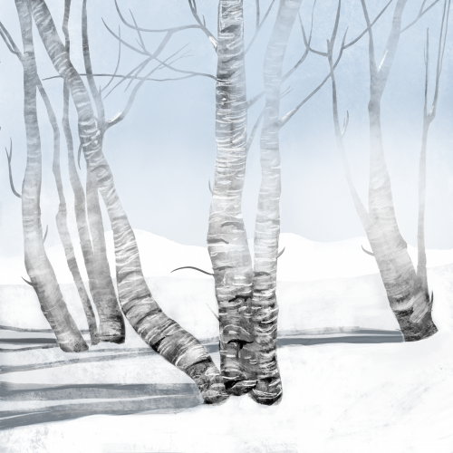 silver birches