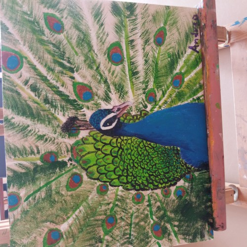 Peacock