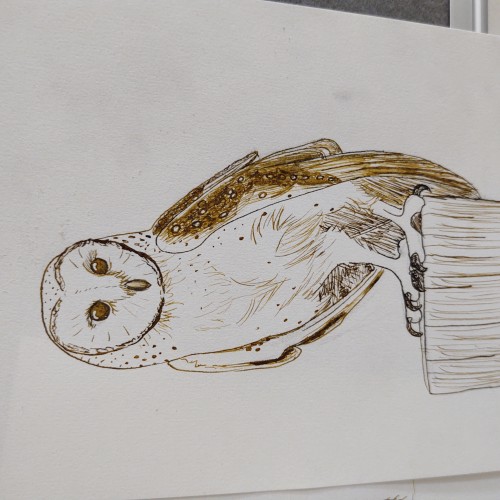 owl