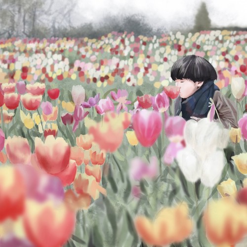 Field of tulips