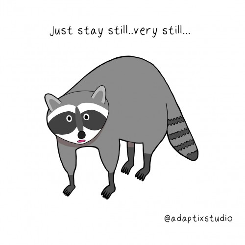 Shocked racoon