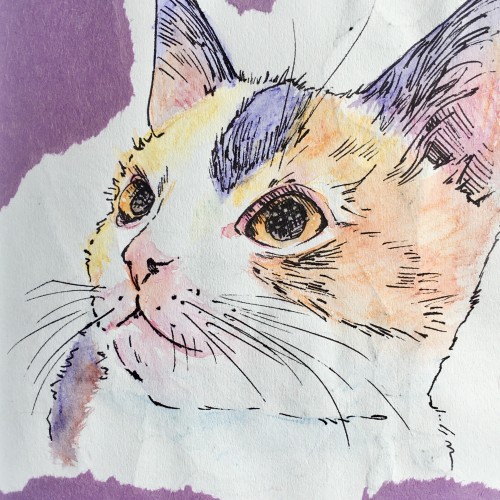 Kitten Sketch