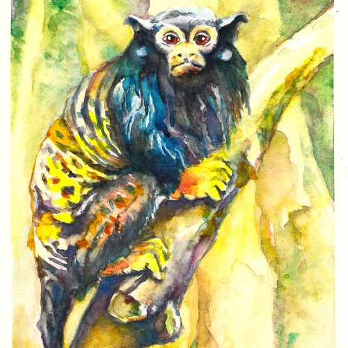 20/2/2020 Red-Handed Tamarin Monkey