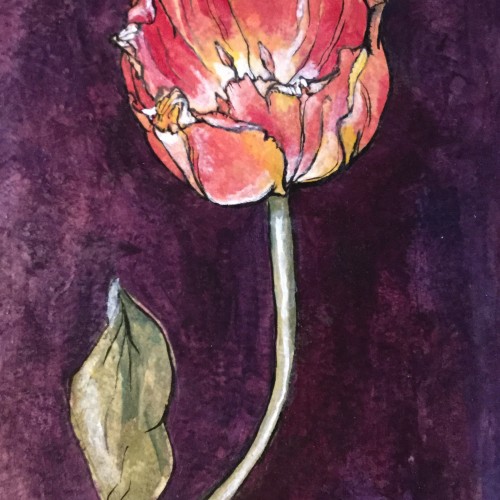 Tulip