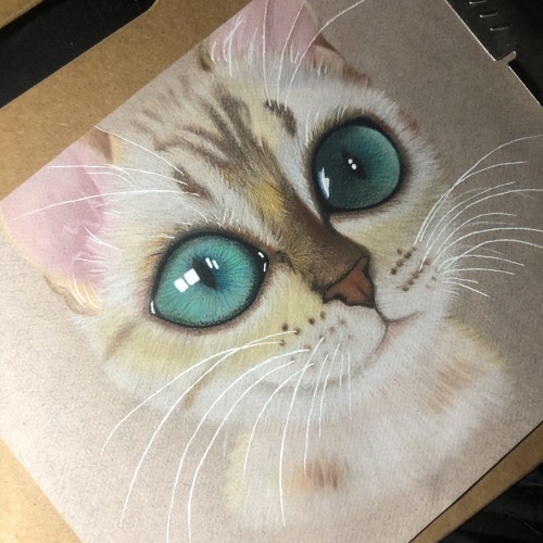 Curious kitten in pastels