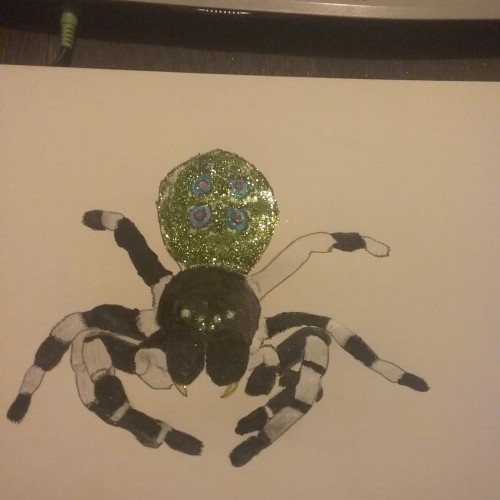 Glitter Peacock spider