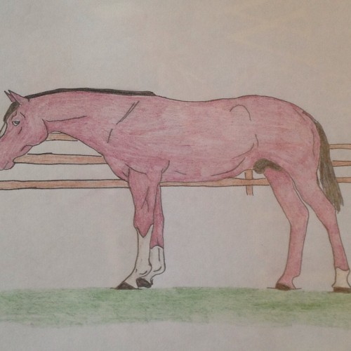 watercolour pencil horse drawing