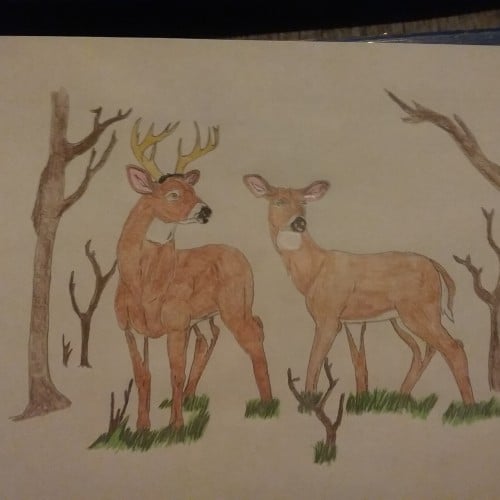 Watercolour pencil whitetail deer