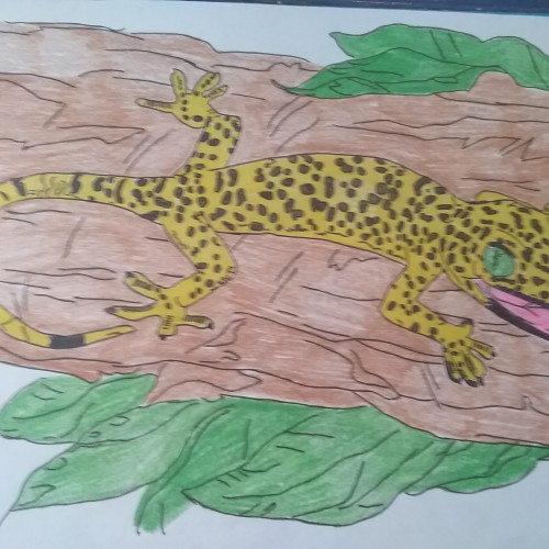 Leopard gecko