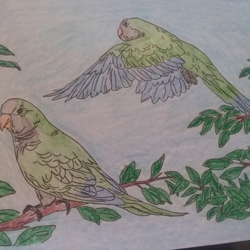 Quaker parrots