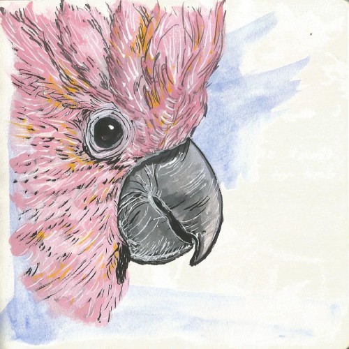 Pink Cockatoo