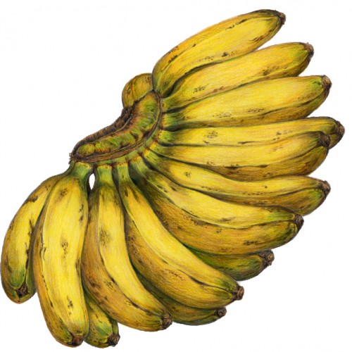 Hand of bananas