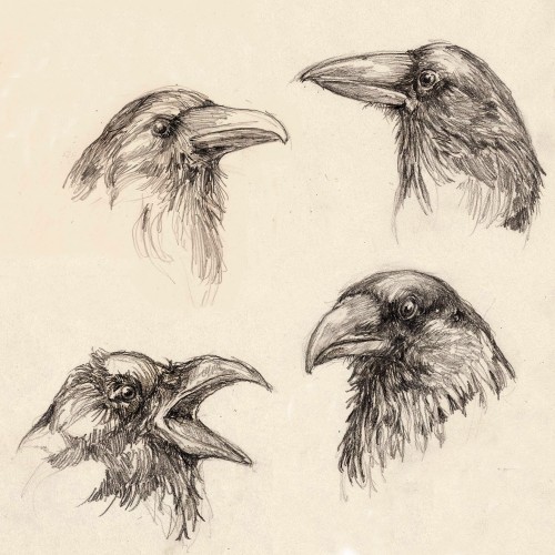 Corvid drawings