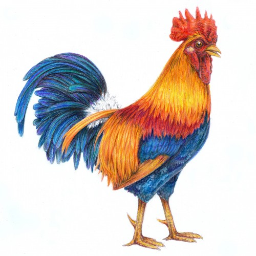 Rooster