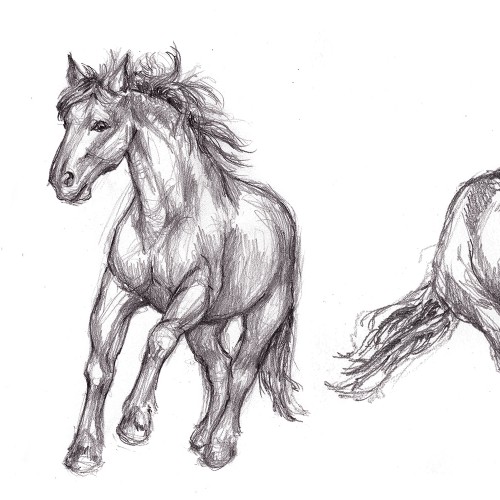 Horse gestures