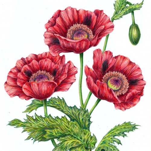 Poppies