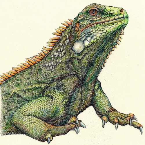 Iguana