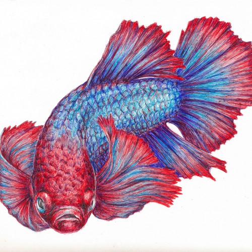 Betta fish