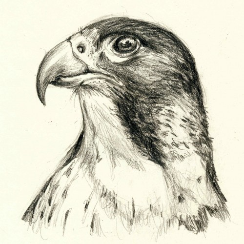 Peregrin Falcon