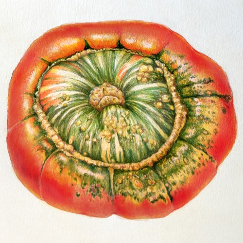 Turban Squash