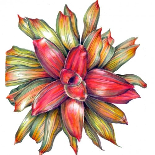 Bromeliad Regalia