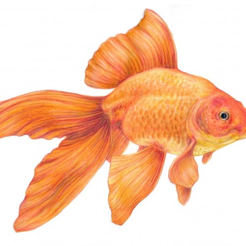 Goldfish