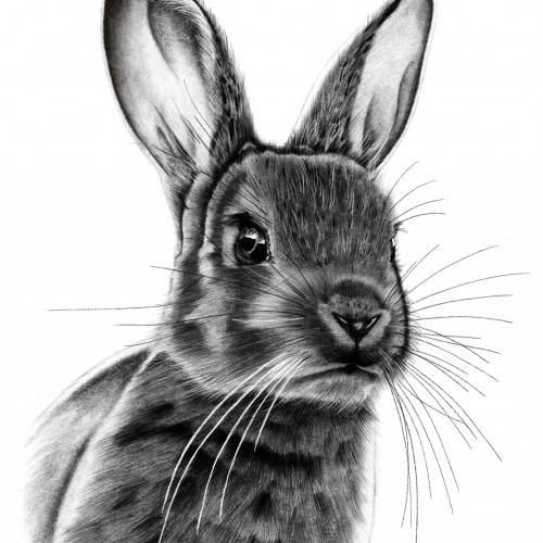 Realistic Rabbit