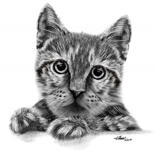 HB Pencil Realistic Kitten Drawing