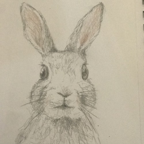 Bunny cuteness