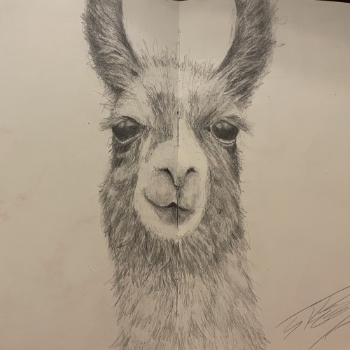 Llama in sketchbook