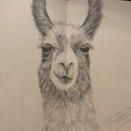 Llama in sketchbook