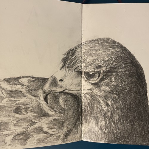 Eagle sketch