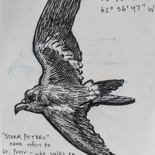 Storm Petrel