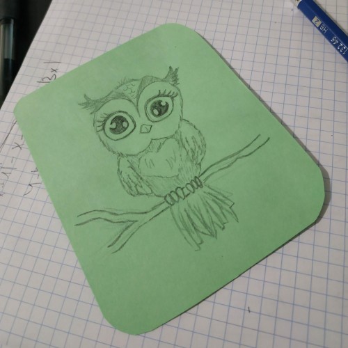 owl