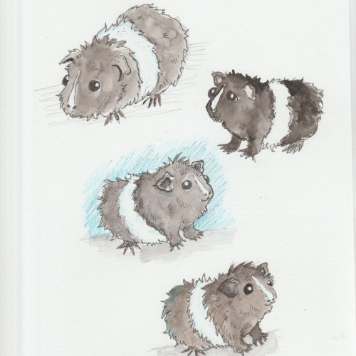 Guinea Pig Practice!