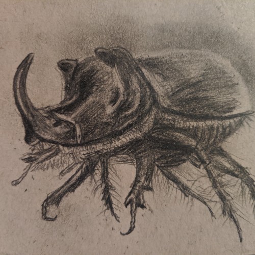 Rhinoceros Beetle