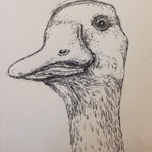 A Duck