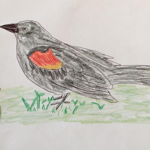 Redwing Blackbird