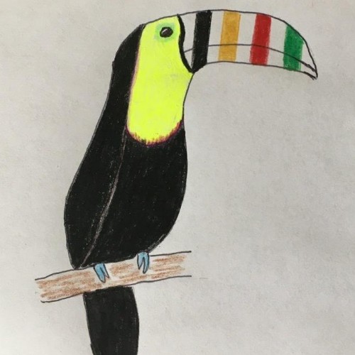 Hudsons Bay Toucan