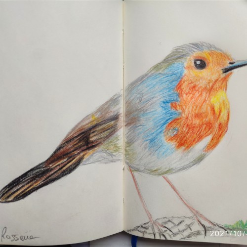 European robin