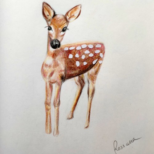 Deer