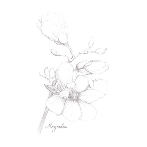 Magnolia