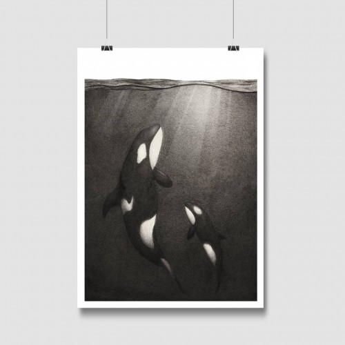 Orca print