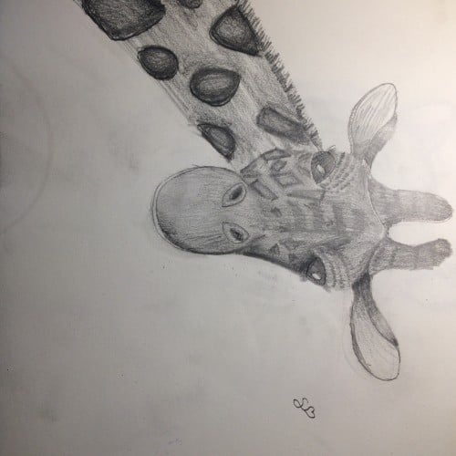 Giraffe Sketch