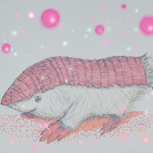 Pink Fairy Armadillo