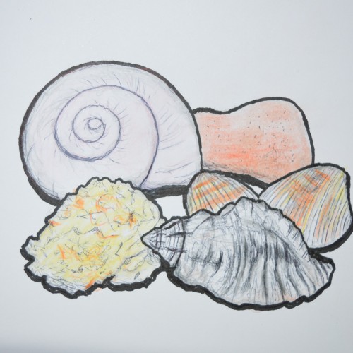 Shell Still Life