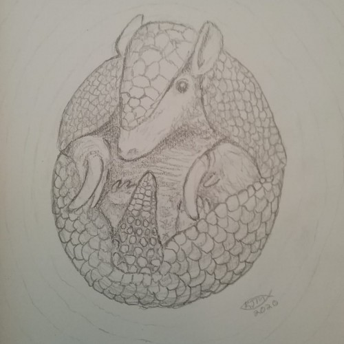 Armadillo