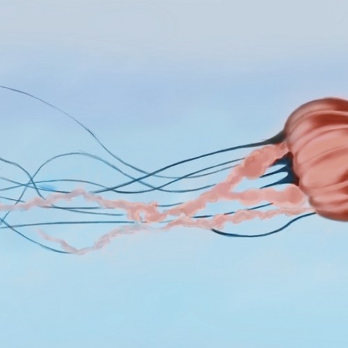 Jellyfish