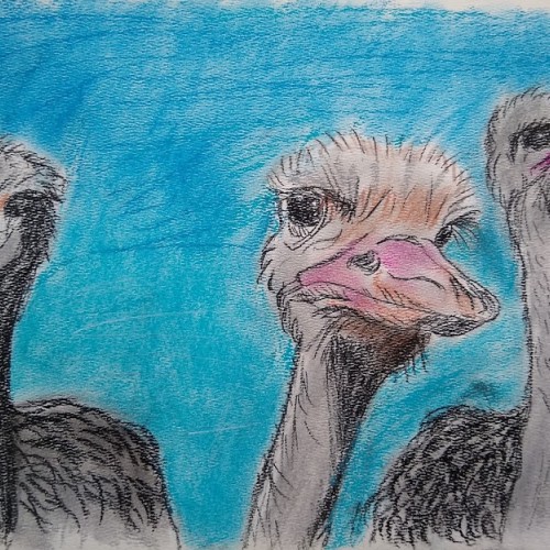 Three Ostriches