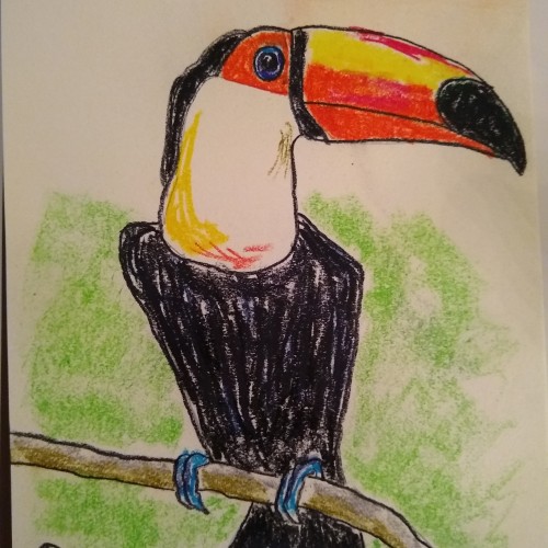 Toucan